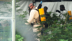Federal agents and local authorities raid a medical marijuana operation on Monday, March 14, 2011 in Helena, Montana. (Photo by Eliza Wiley.)